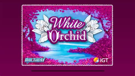 white orchid slot review|White Orchid Casino Game Review – BetMGM.